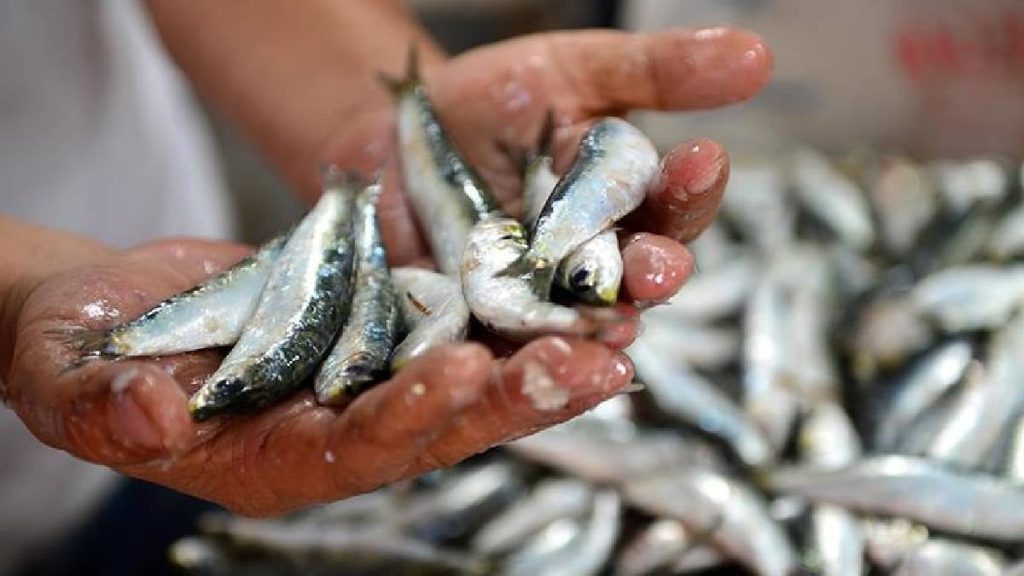 Evinin balkonunu seraya çevirdi: Kilosunu 15 bin liraya satıyor, 1 senede servet kazandı